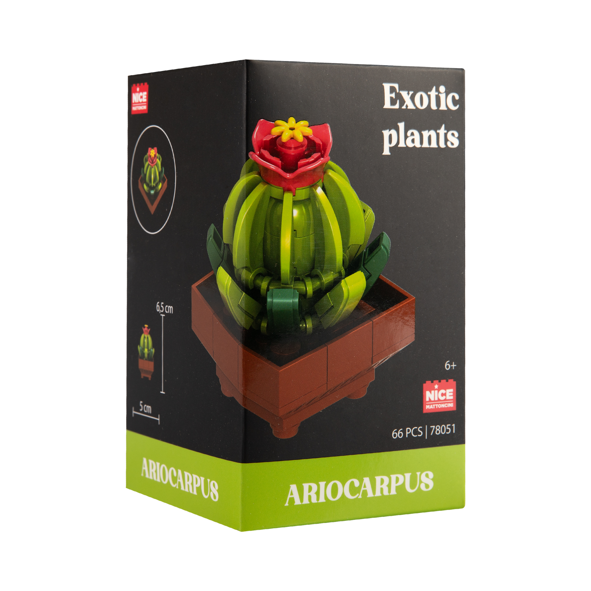 Květinová stavebnice Exotic - Ariokarpus NICE SRL - Obrázek 2