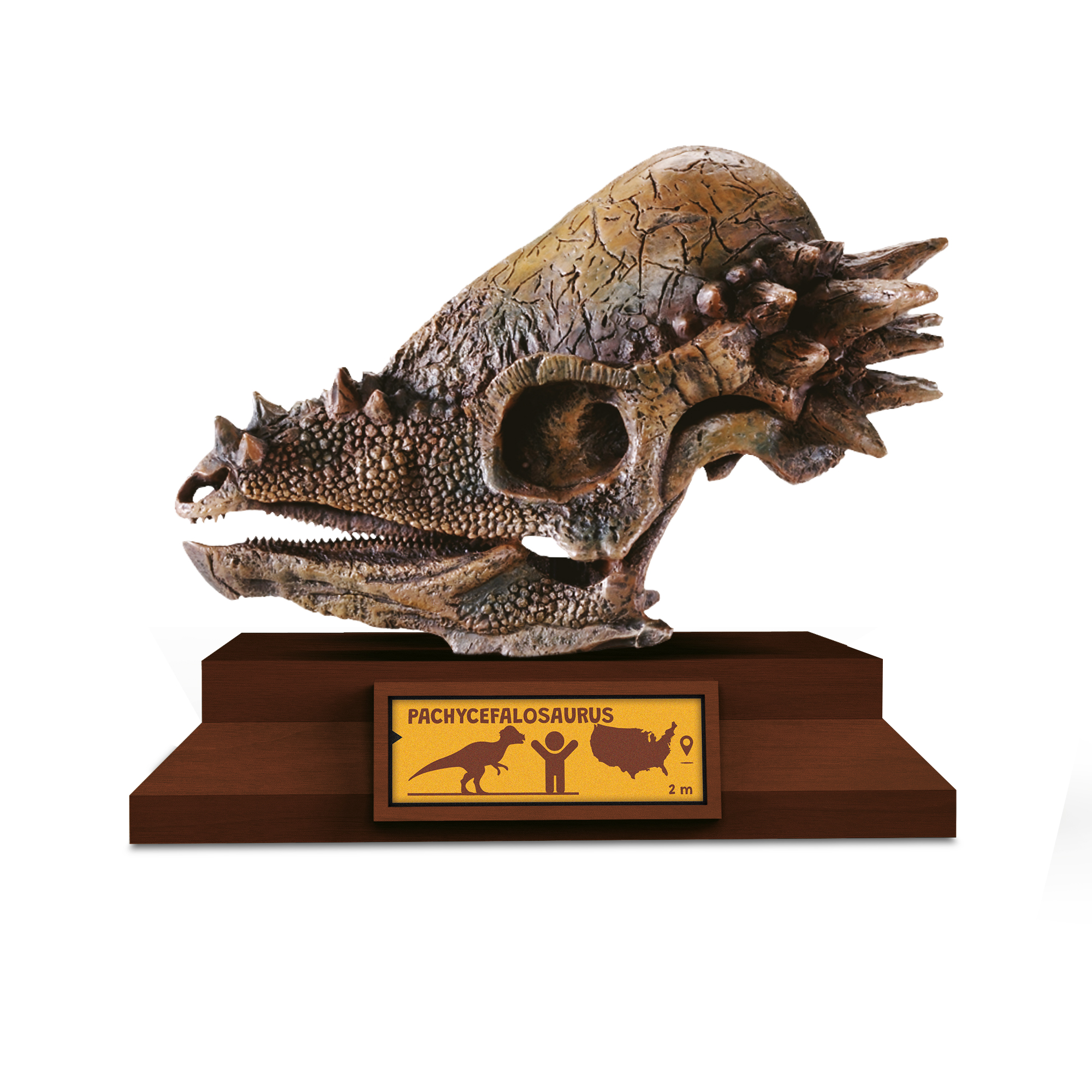 Lovci lebek - Pachycephalosaurus Albi - Obrázek 2